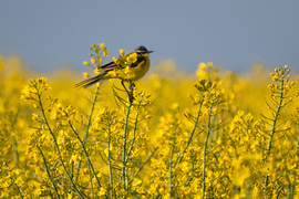 Sárga billegető a repcén