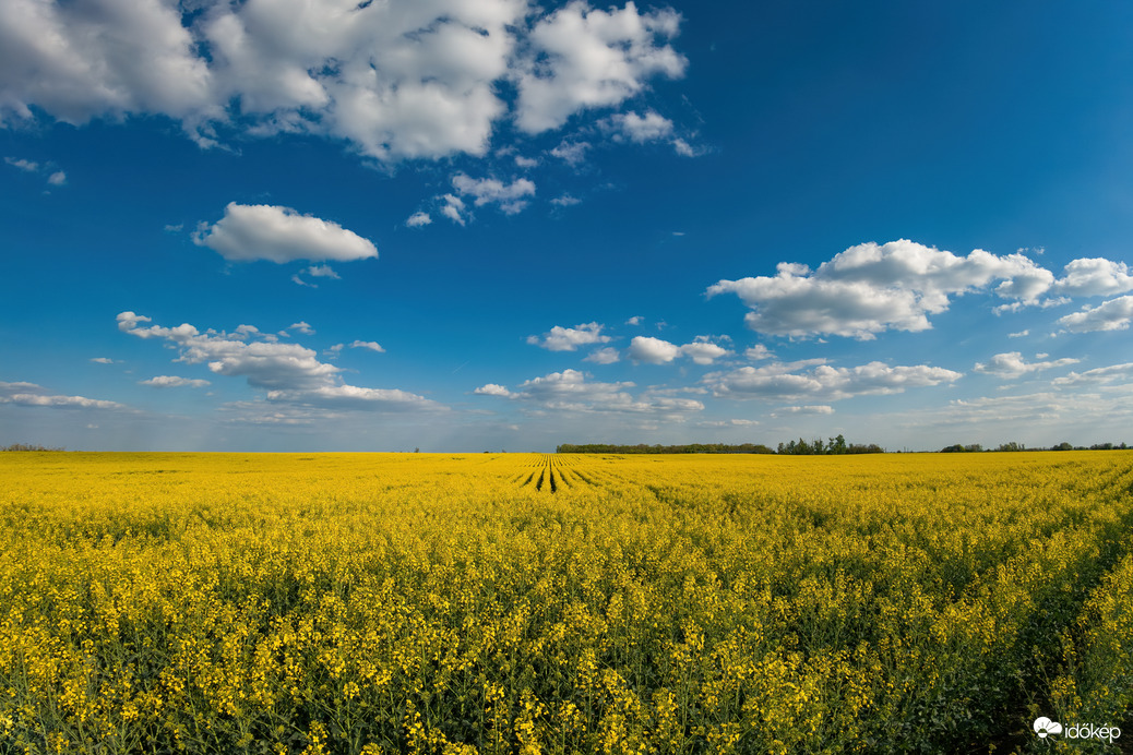 Repcemező Szerep északi határában
