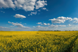 Repcemező Szerep északi határában