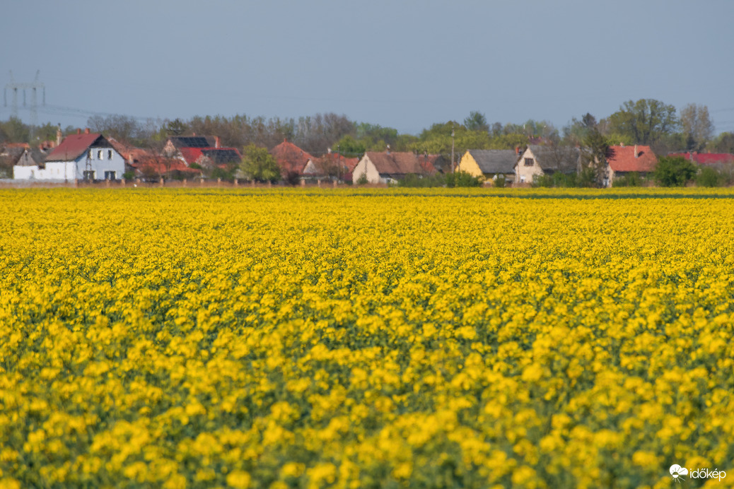 Virágzó repcemező