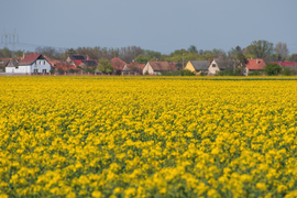 Virágzó repcemező