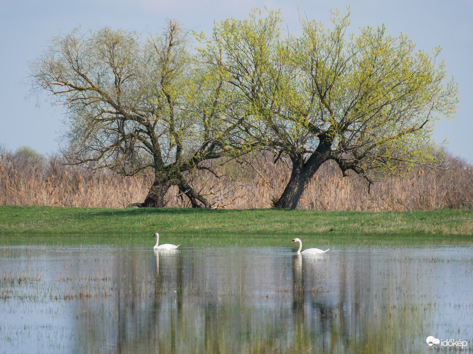 Hattyú pár a Hortobágy folyó árterében