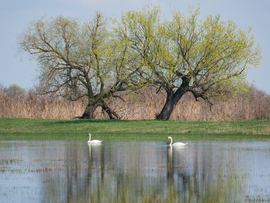 Hattyú pár a Hortobágy folyó árterében