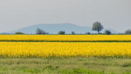 Repceföld háttérben a Mátrával Karcag határában