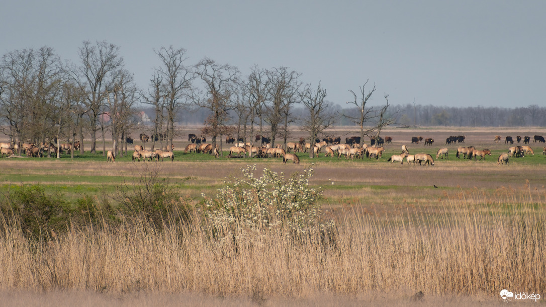 Przewalski lovak és őstulkok
