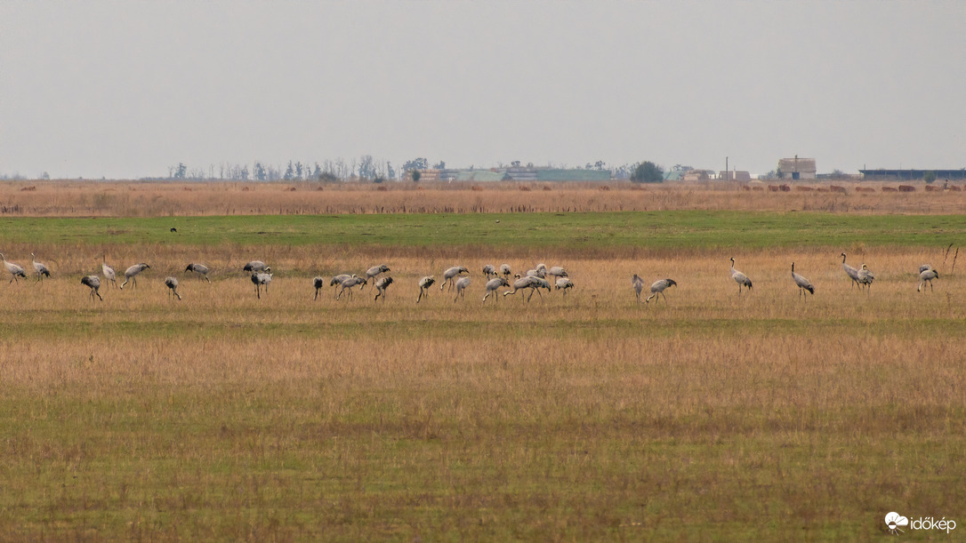 Darvak Nádudvar határában