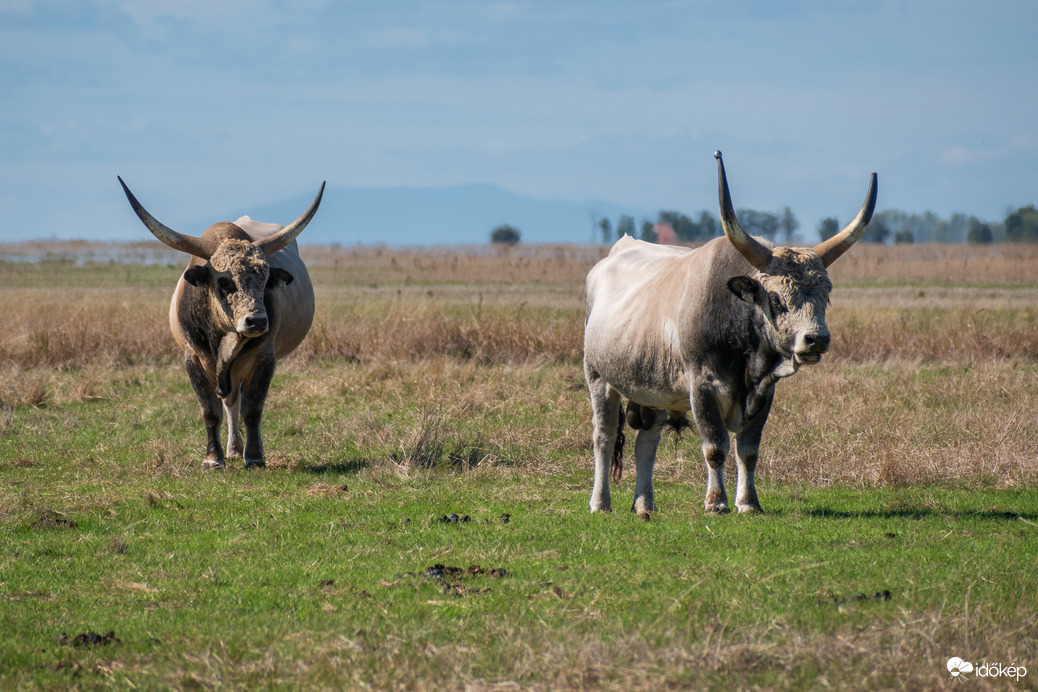 A puszta ősi urai – szürkemarha bikák Nádudvar közelében