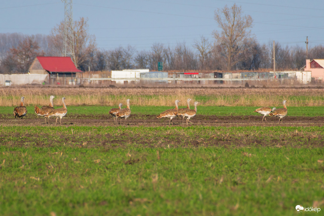 Túzok csapat Püspökladány közelében