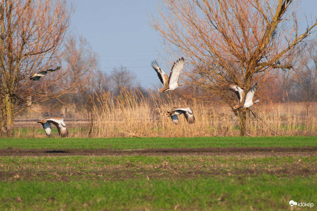 Túzokok levegőben :) 