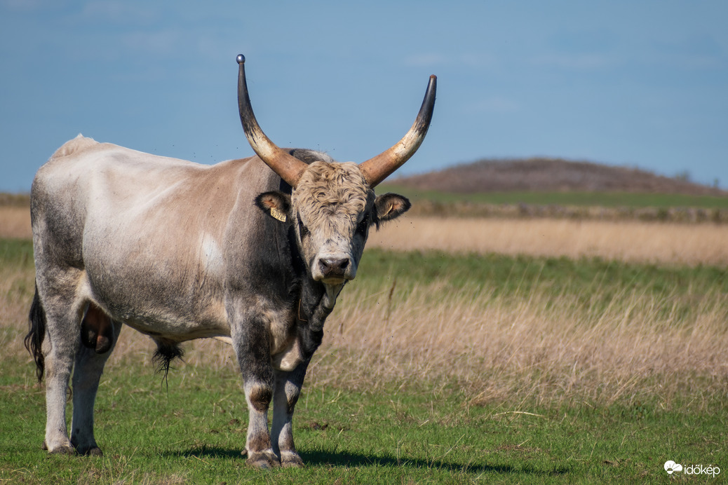 Szürkemarha bika