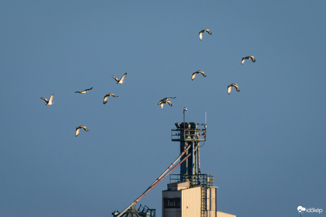 Túzok csapat Püspökladány közelében