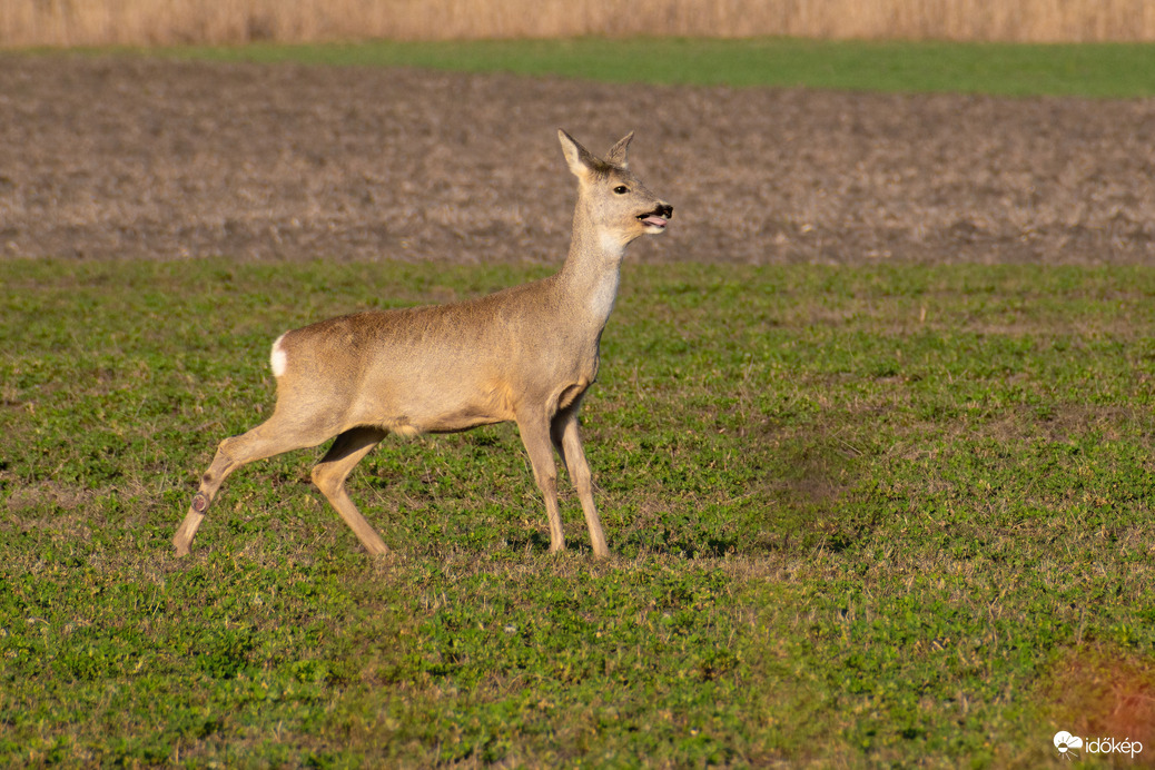 Püspökladány