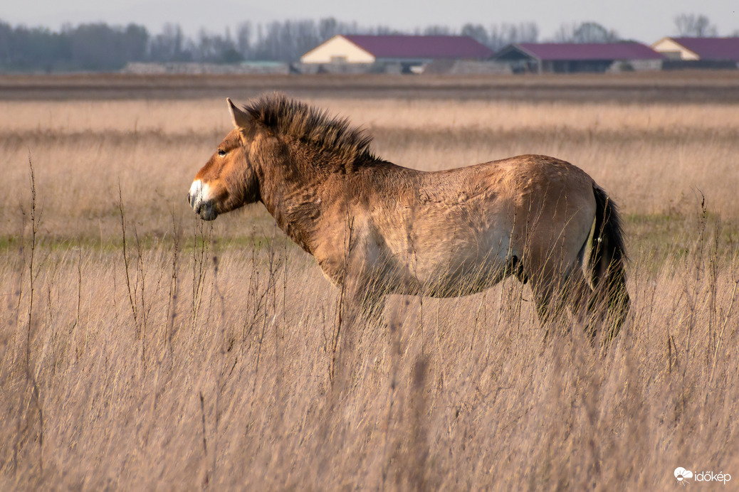 Przewalski ló