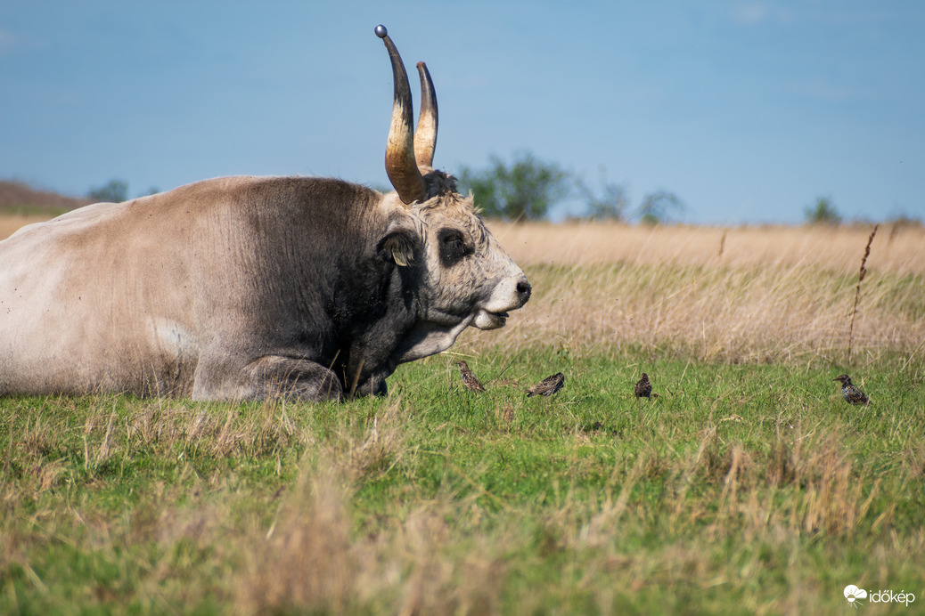 Szürkemarha bika és seregélyek