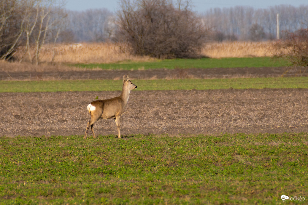 Püspökladány
