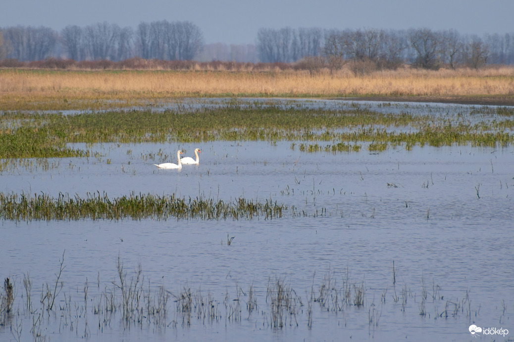 Hattyú pár a Sárréti-főcsatorna árterében
