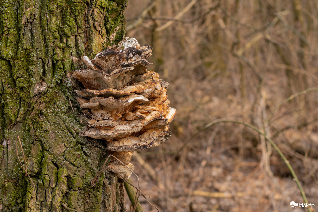Püspökladány