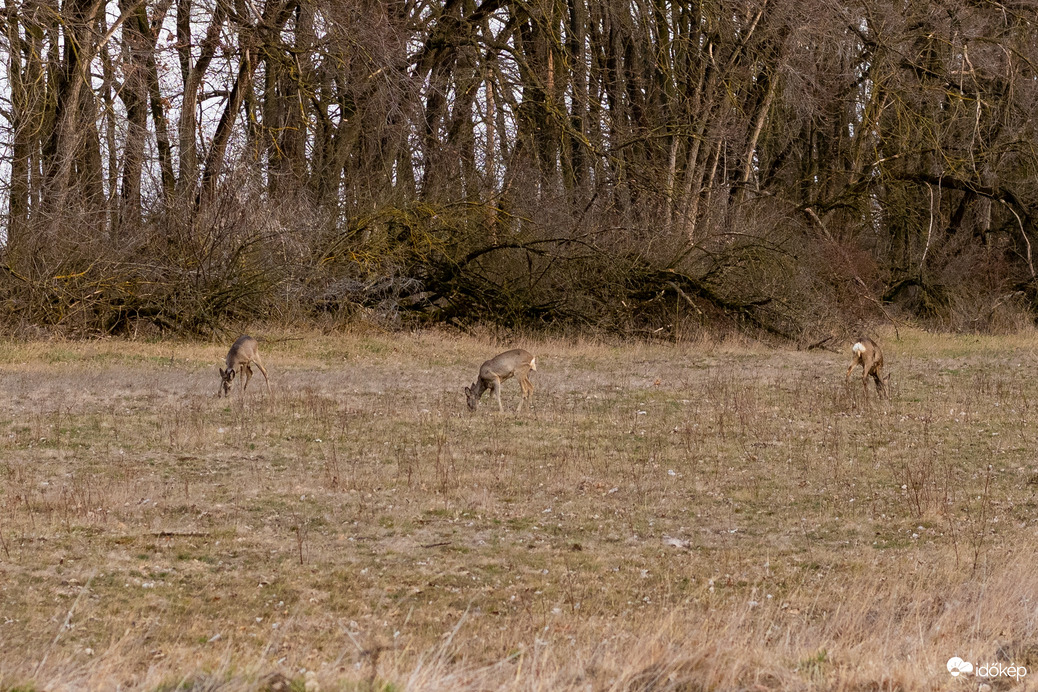 Püspökladány