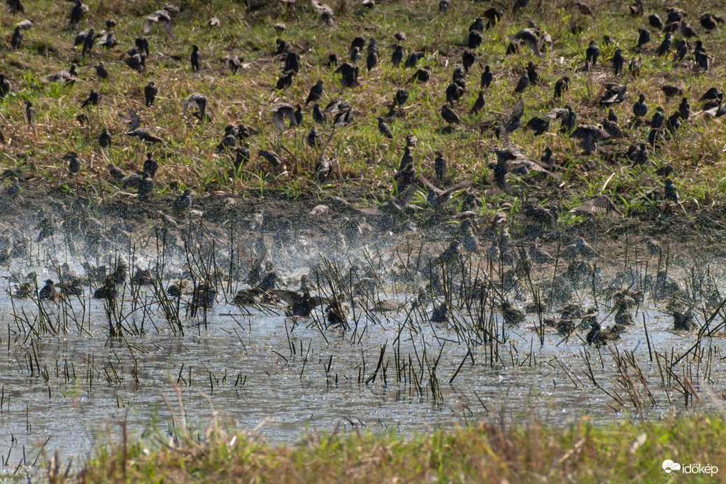 Fürdőző seregélyek