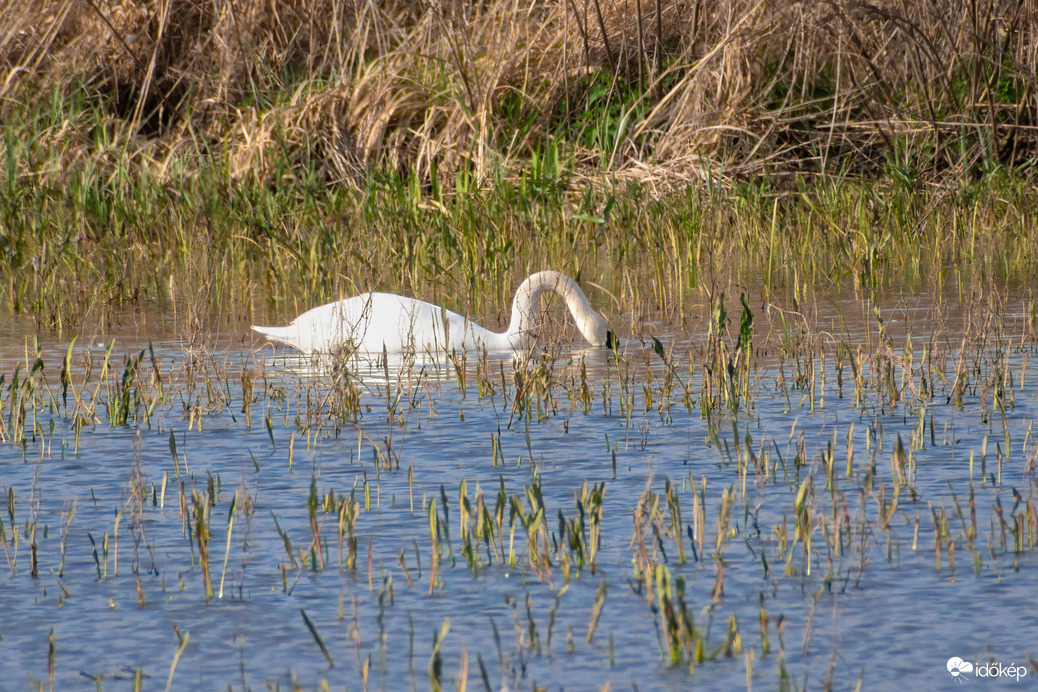 Hattyú a Sárréti-főcsatorna árterében