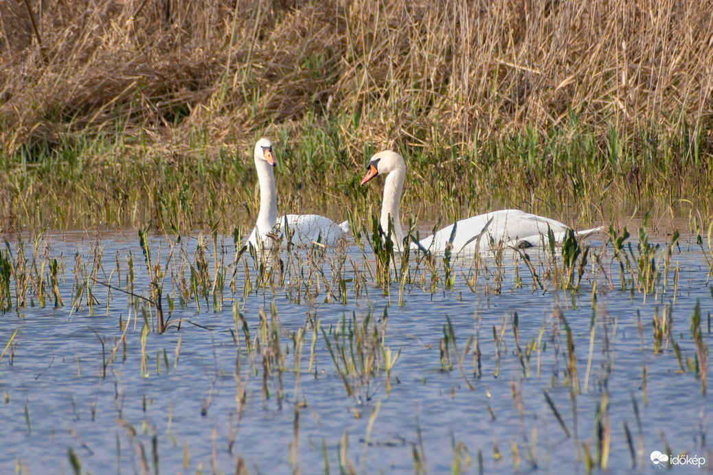 Hattyú pár a Sárréti-főcsatorna árterében