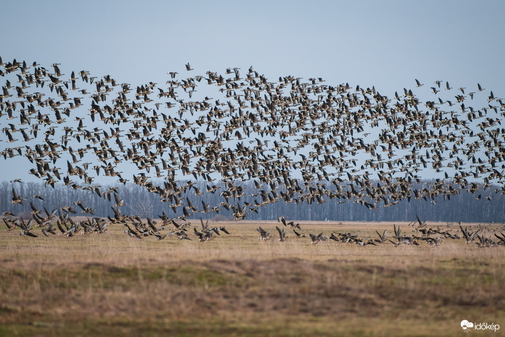 Amikor több száz vadlúd egyszerre emelkedik a levegőbe és erőteljes hangjuk megtöri a puszta csendjét...