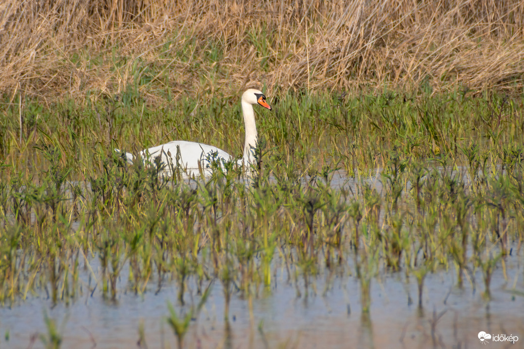 Hattyú a Sárréti-főcsatorna árterében