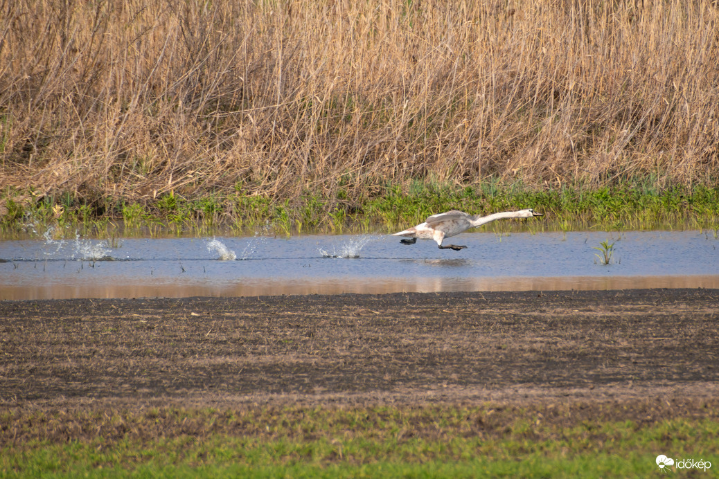 Vízen futó hattyú