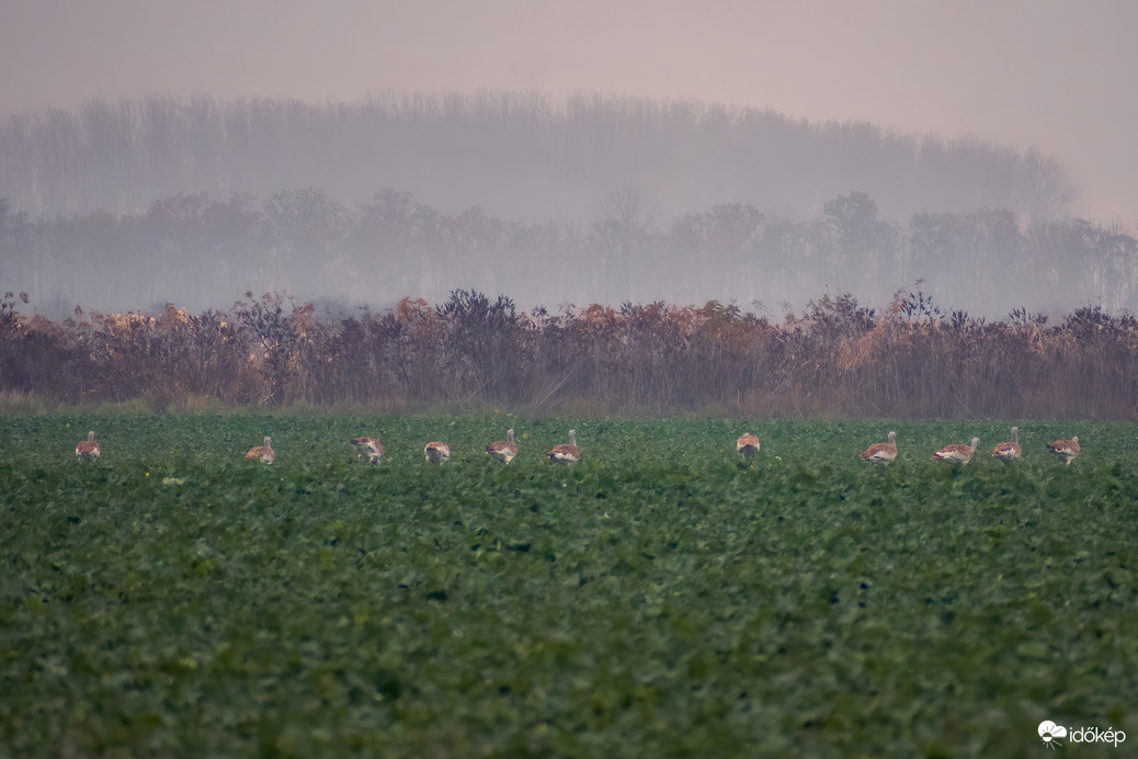 Túzok csapat Hosszúhát (Hajdú-Bihar) közelében