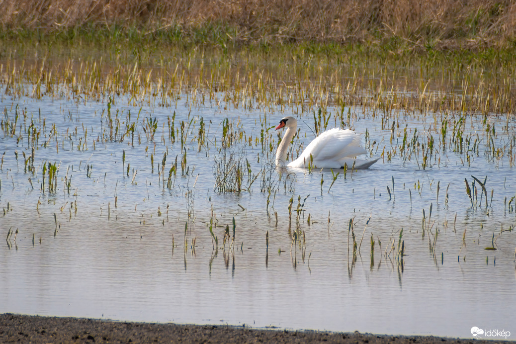 Hattyú a Sárréti-főcsatorna árterében