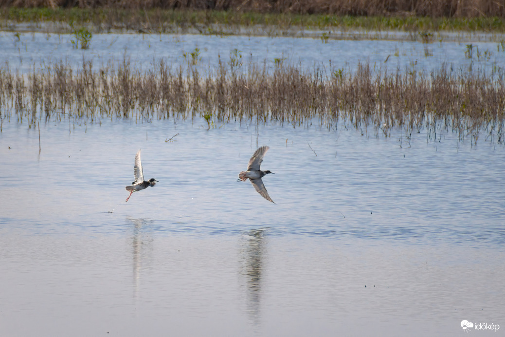 Piros lábú cankók felszállás közben