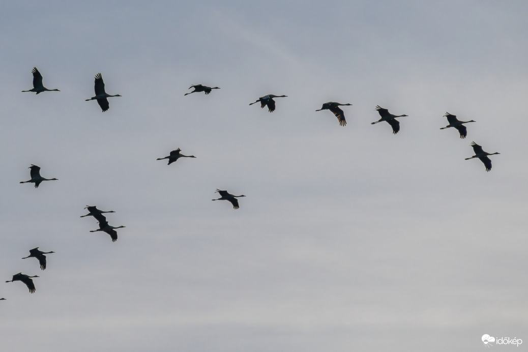 Áttelelő darvak vonulása Püspökladány környékén