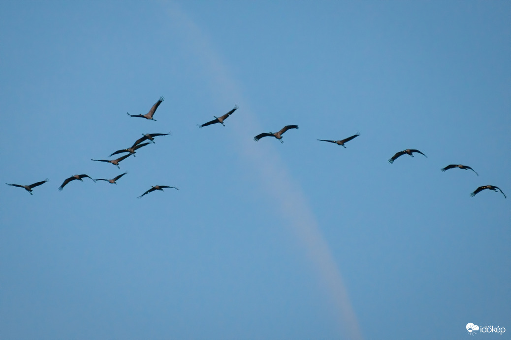 Áttelelő darvak vonulása Püspökladány környékén