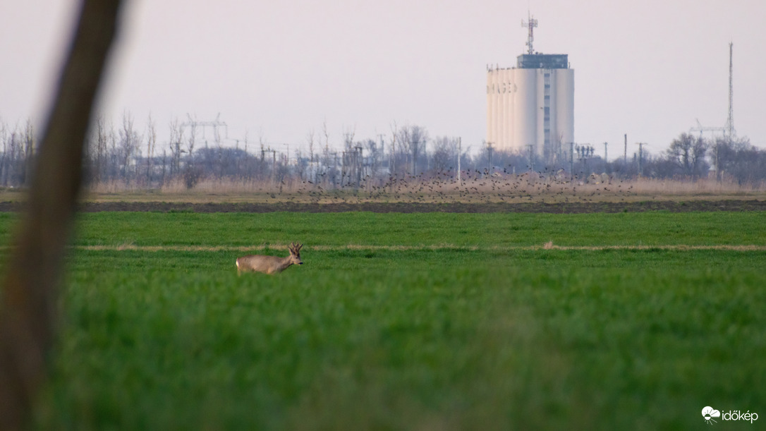 Püspökladány