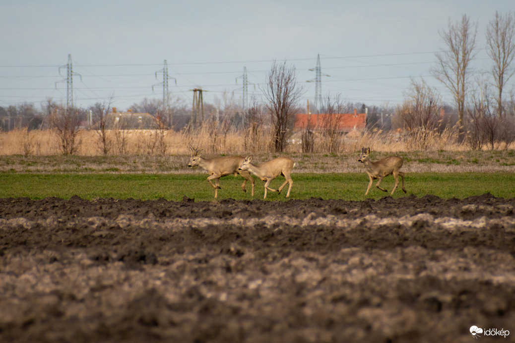 Püspökladány