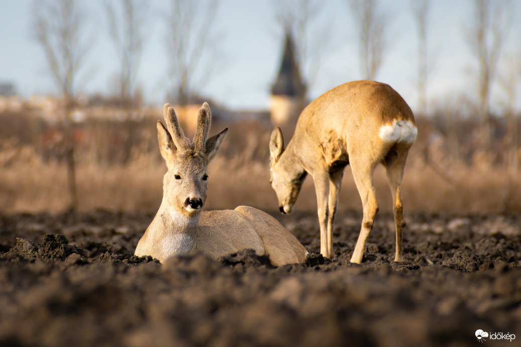 Püspökladány