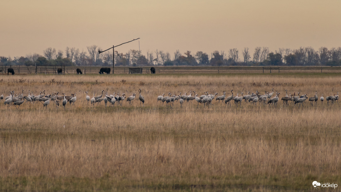 Darvak a hortobágyi pusztán, háttérben bivalyokkal