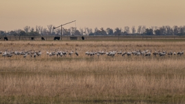 Darvak a hortobágyi pusztán, háttérben bivalyokkal