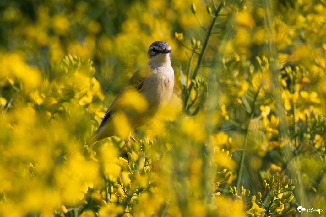Rejtőzködő az aranymezőn