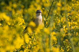 Rejtőzködő az aranymezőn