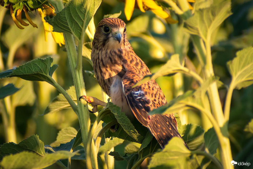 Vörös vércse a napraforgók között