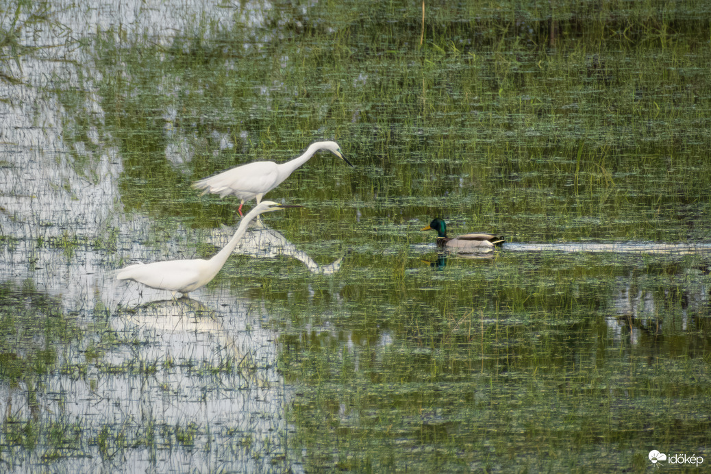 Nagy kócsagok és a közöttük átúszó tőkés réce :)