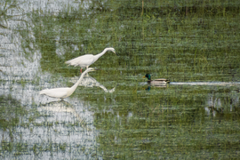 Nagy kócsagok és a közöttük átúszó tőkés réce :)