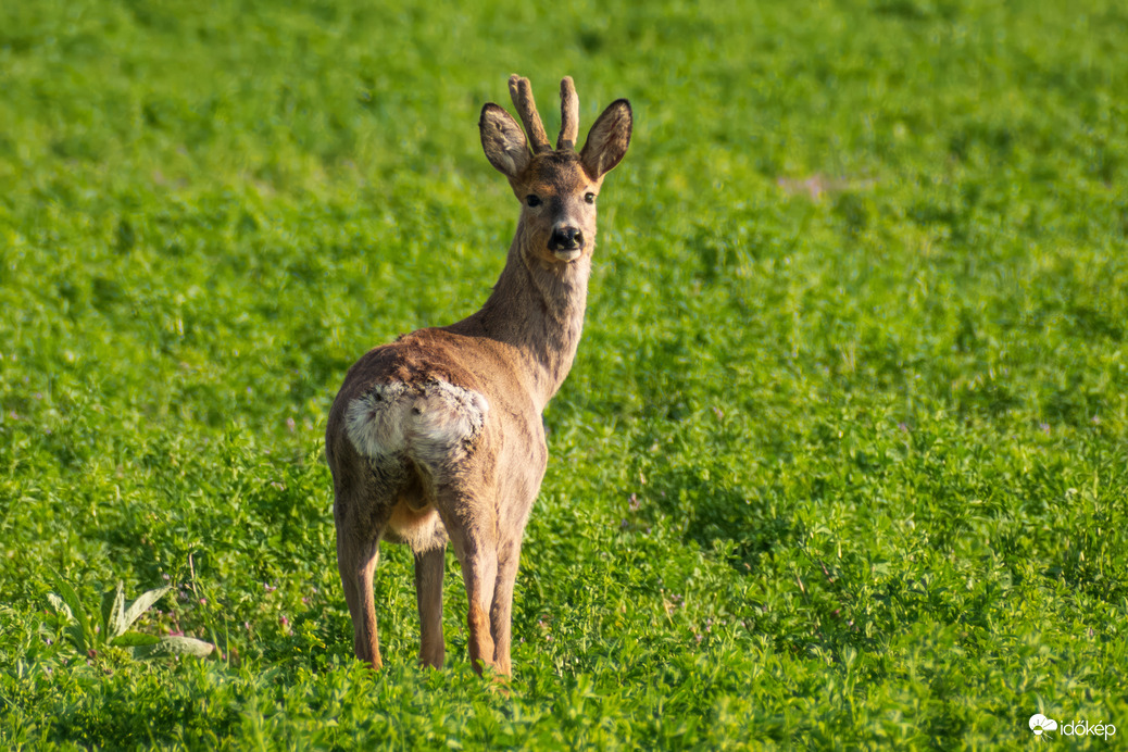 Őzbak a lucernásban
