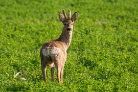 Őzbak a lucernásban