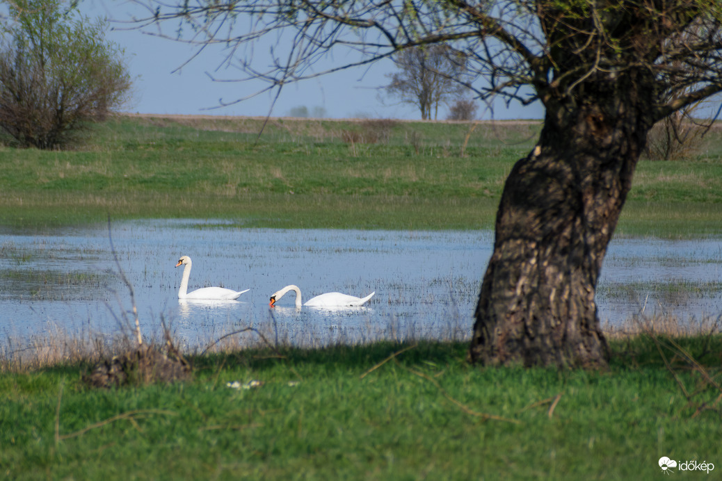 Hattyú pár a Hortobágy folyó árterében