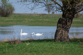 Hattyú pár a Hortobágy folyó árterében