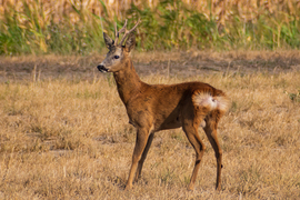 Őzbak