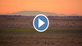 Darvak behúzása Nagyiván határában, háttérben a Mátrával