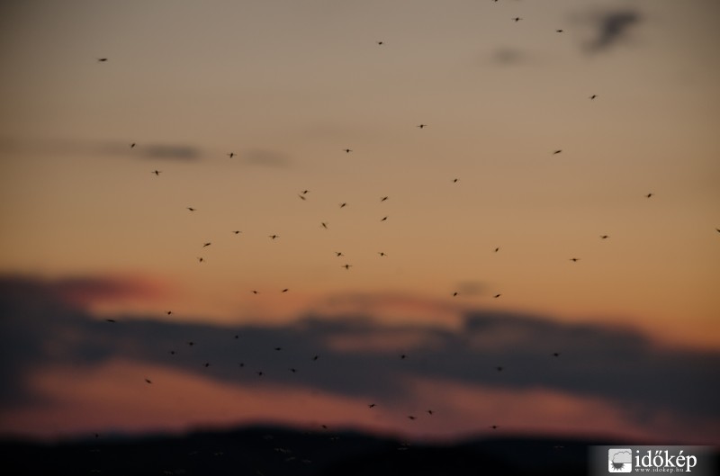 Szúnyogok a naplementében